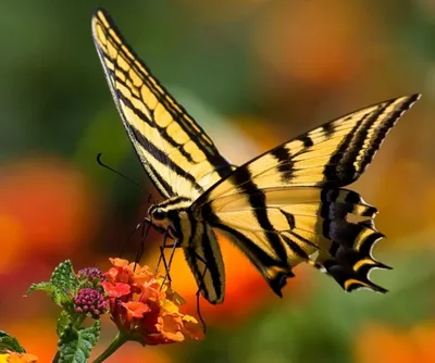 Картинка с эффектом бабочки: придайте своим снимкам новый облик