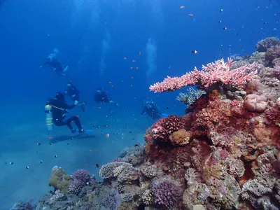 Исследуйте уникальные морские дары: фото Красного моря 