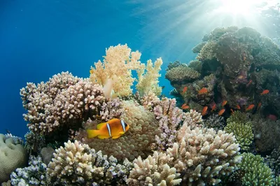 Арт-фото коралловых рифов: удивительный подводный мир Красного моря