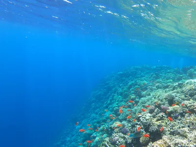 Обои на рабочий стол: захватывающие виды Красного моря