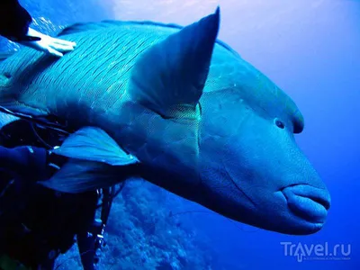 Фото рыбок Египетского моря для любителей подводной фотографии