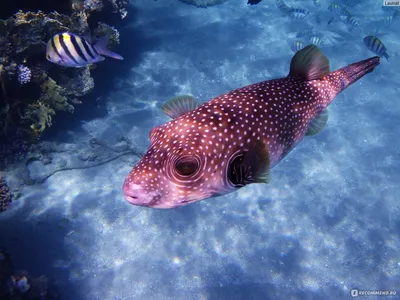 Уникальные моменты подводной экскурсии: фото рыбок Египетского моря.