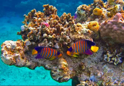 Уникальные моменты подводного сафари: фото рыбок Египетского моря