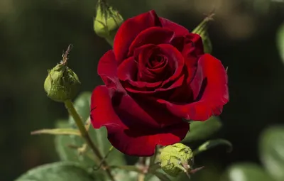 Фото египетской розы: выберите свой идеальный размер изображения
