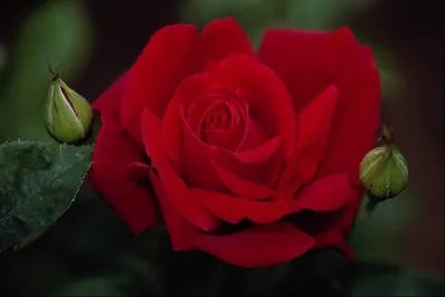 Роскошная египетская роза на вашем экране в разных размерах