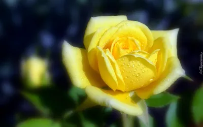 Изображение египетской розы: выберите свой предпочтительный формат