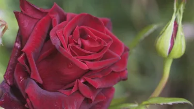 Великолепное изображение египетской розы: скачайте его в любом формате