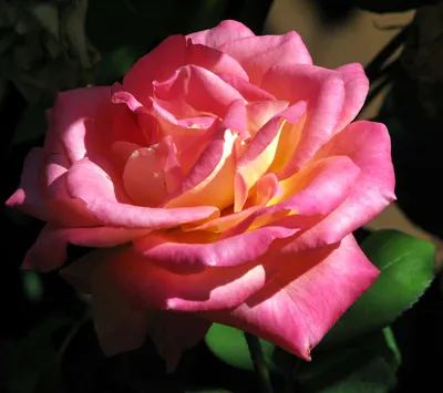 Фотка египетской розы: выбирайте формат скачивания по вкусу