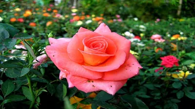 Удивительная красота египетской розы на вашем экране