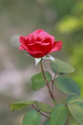 Возьмите себе кусочек эгипетской розы: выберите размер и формат скачивания