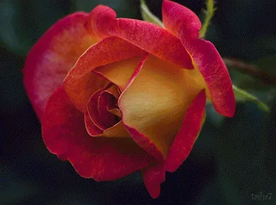 Фото египетской розы: нежность и элегантность, запечатленные в каждом пикселе