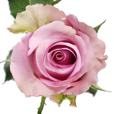 Уникальная красота египетской розы ждет вас на этой странице
