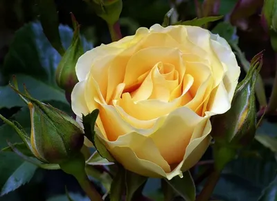 Изображение египетской розы: проникнитесь ее неповторимой эстетикой