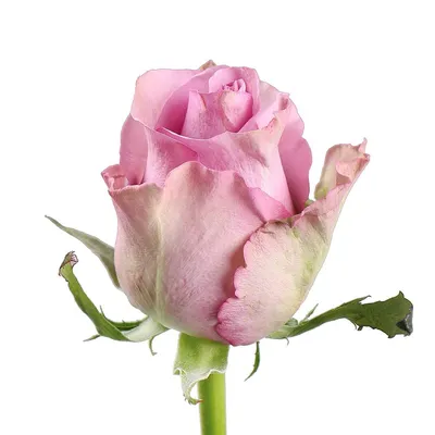 Фотка египетской розы: загрузите ее в формате, который вам нравится