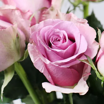 Насладитесь прекрасной египетской розой: фото в высоком разрешении