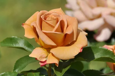 Уникальная красота египетской розы: выберите формат для загрузки