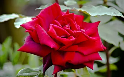 Красивая египетская роза: выберите формат загрузки - jpg, png, webp