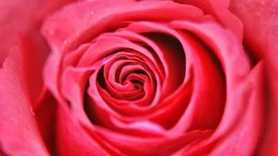 Погрузитесь в мир роз с этим великолепным изображением египетской розы