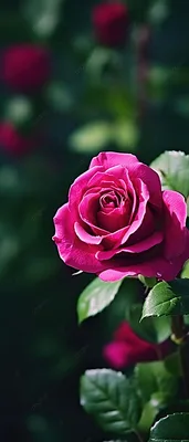 Фото египетской розы: скачайте его в высоком качестве