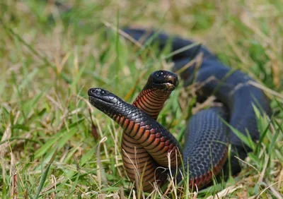 Фотка ехидны змеи: природное чудо