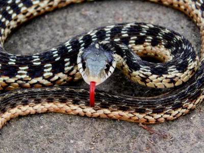Винтажное фото ехидны змеи: покажите своим друзьям