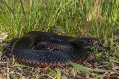 Фото ехидны змеи для настоящих любителей рептилий