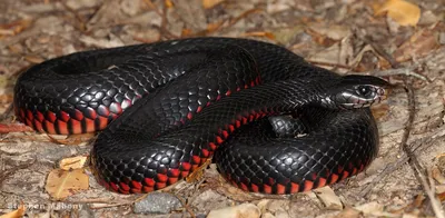 Эксклюзивная фотография ехидны змеи: закрытая для публики