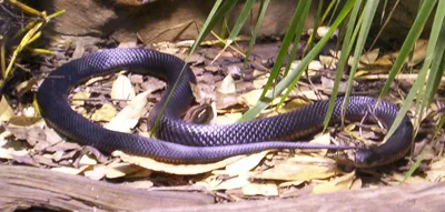 Красочная картинка ехидны змеи в формате PNG