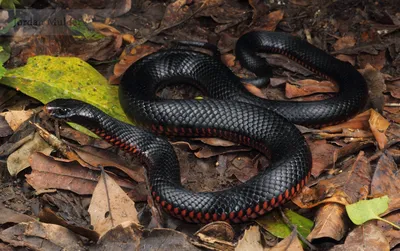 Ехидна змея: отличное фото из животного мира