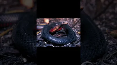 Фото ехидны змеи для использования в проектах