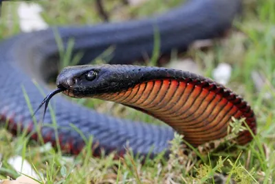 Фотка ехидны змеи: красочное представление о ее внешности