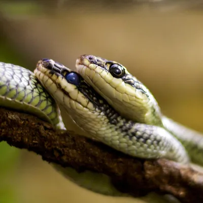 Фото, на котором запечатлена ехидна змея: галерея для ценителей фотографии