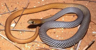 Фотография ехидны змеи: детали, которые захватывают воображение