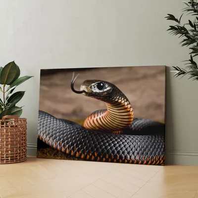 Впечатляющая картинка ехидны змеи в формате PNG