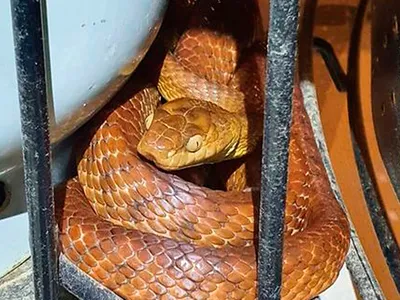 Фотография ехидны змеи: запечатленная эфемерность
