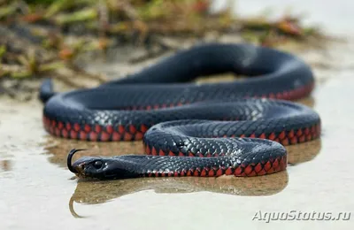 Уникальная фотография ехидны змеи для скачивания