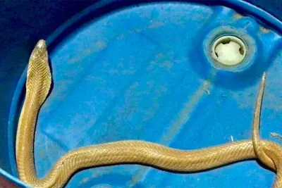 Уникальное фото ехидны змеи: для коллекционеров редких изображений
