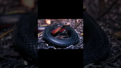 Фото ехидны змеи: выберите размер, отражающий ее величие