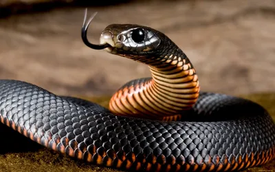 Фото ехидны змеи: выберите желаемый размер изображения