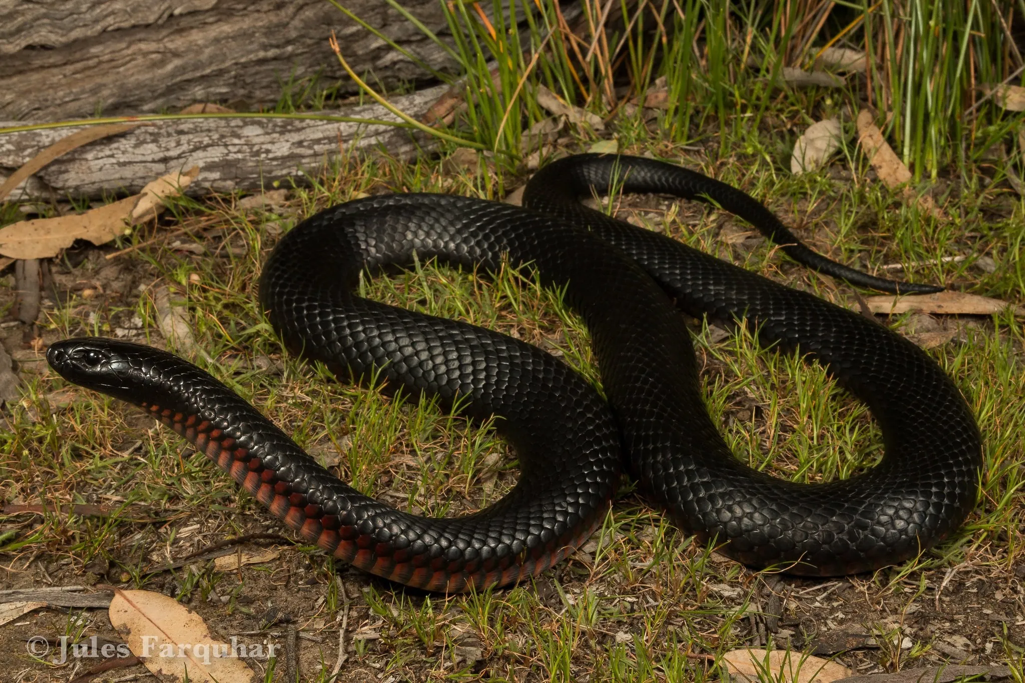 Ехидны змеи. Черная ехидна змея. Черная ехидна Pseudechis porphyriacus. Гадюка краснобрюхая. Краснобрюхая черная змея.