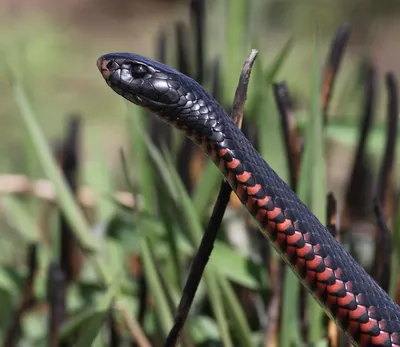 Интересное фото ехидны змеи для скачивания