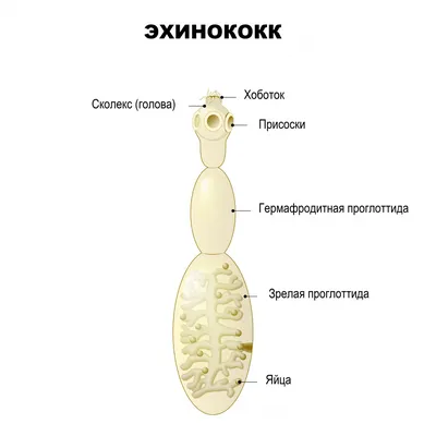 Изображения эхинококкоза: JPG, PNG, WebP – на ваш выбор