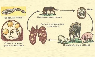 Фото человеческого эхинококкоза: различные форматы и размеры