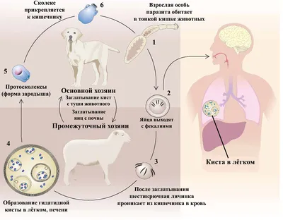 Фото эхинококкоза: различные размеры для загрузки