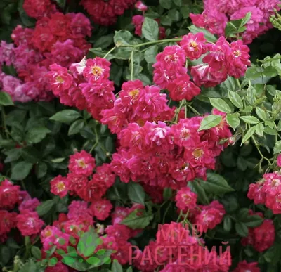 Изысканный сорт розы Эксцельза в png формате