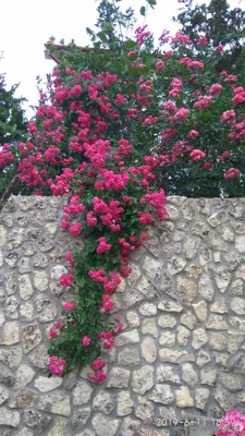 Фото, которое расскажет о красоте розы Эксцельза
