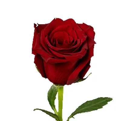 Вдохновляющие эквадорские розы в png формате