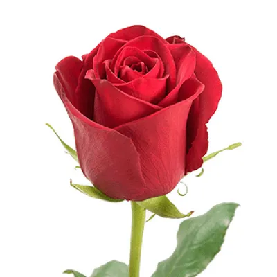 Фотография прекрасных эквадорских роз в формате jpg