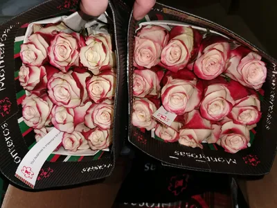 Роскошные эквадорские розы в png формате