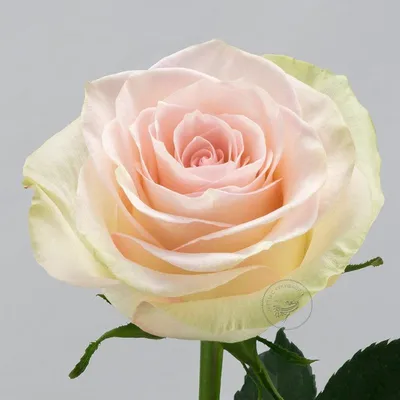 Вдохновляющая фотография эквадорских роз в webp